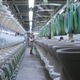 Illustration for article titled A Rare Peek Inside a Factory Where Toilets Are Born